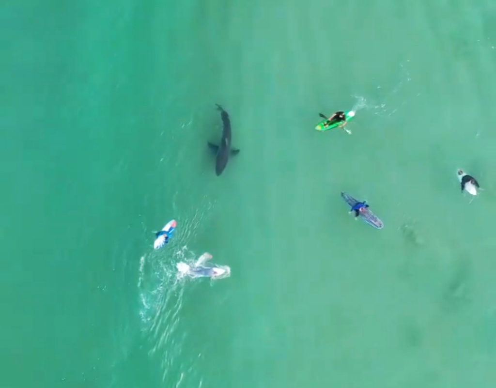 Surfers and kayakers' close encounter with Great White Shark