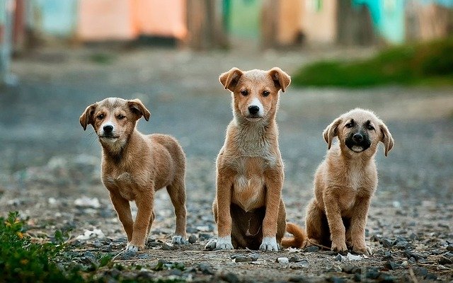 Cape of Good Hope SPCA issues warning as Parvovirus cases increase
