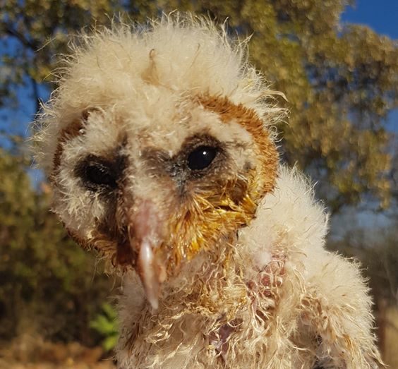 Barn owlet gets a second chance at life