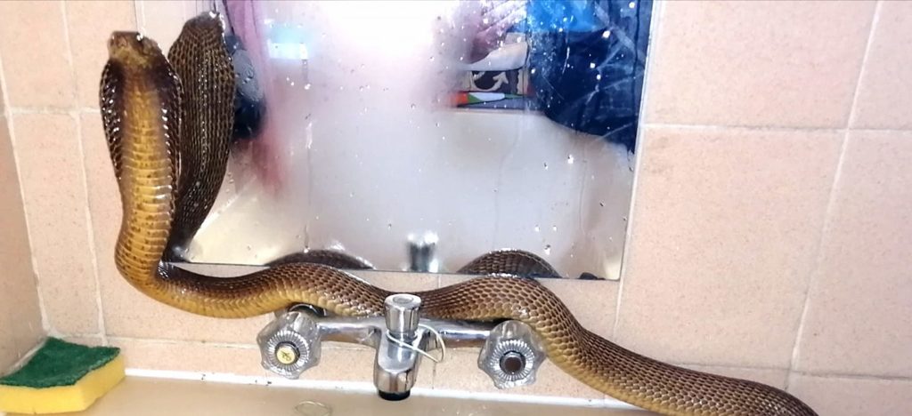 Cape Cobra enjoys bath time in Worcester home