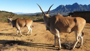 Vergelegen welcomes elands to estate to boost biodiversity