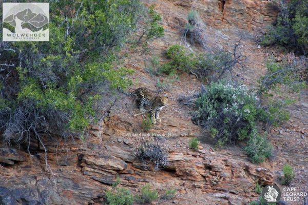 Leopard spotted on Montagu mountain slopes