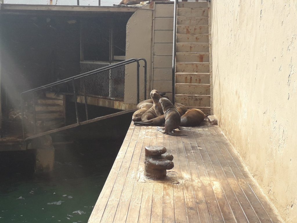 Hout Bay seals need your help
