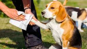 WIN: A Cape Kingdom Nutraceuticals doggy hamper worth R1 500