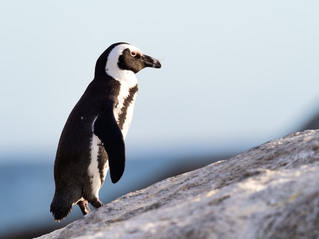 Motorists warned over penguins hit by vehicles