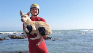 Stuck dog rescued from ocean rock
