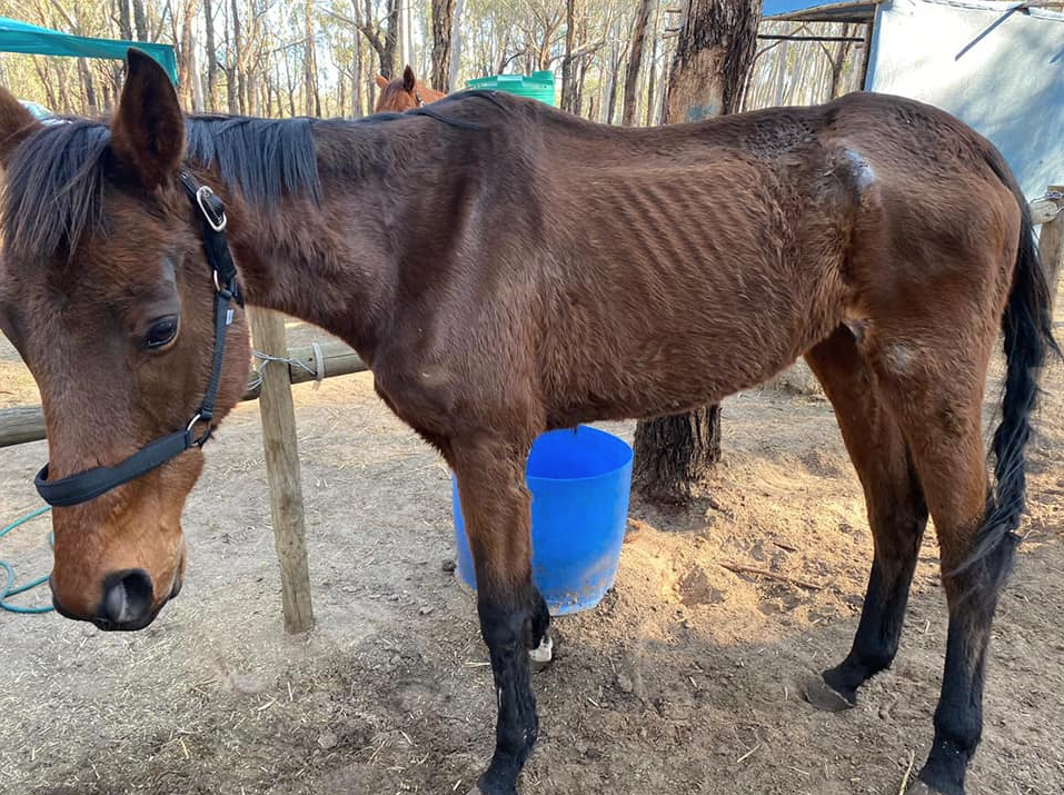 SPCA needs your help to care for these malnourished horses