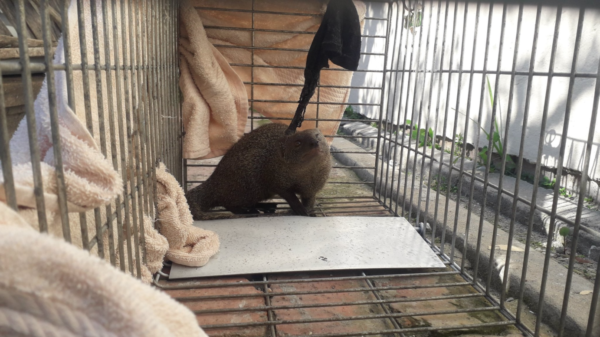 Mongoose rescued from Athlone property