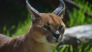 Residents urged to keep caracals safe from dogs