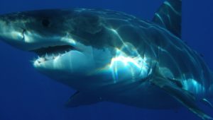 Great white sharks disappearing from Western Cape shores, shows study