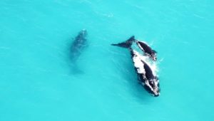 Southern right whales leap at Grootbos Nature Reserve