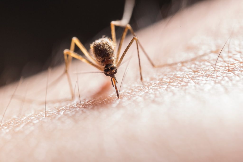 Mosquitoes do not spread COVID-19, confirms study