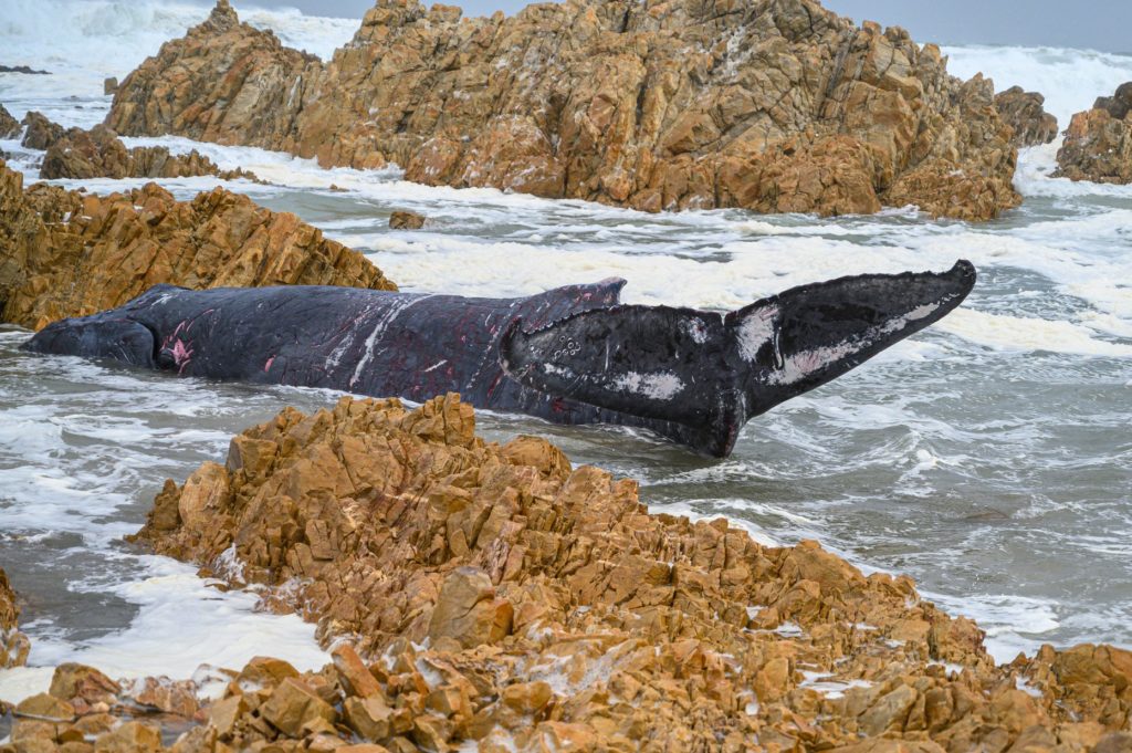 Increased shark activity near Knysna caused by beached whale