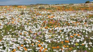 West Coast National Park opens Postberg for flower viewing