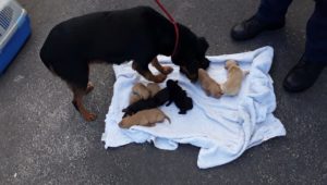 Abandoned dog and nine newborn puppies rescued from drain