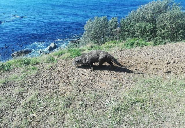Rare sighting of Cape clawless otter near Simon's Town
