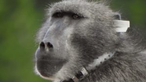 Kommetjie residents start campaign to bring back Kataza the baboon
