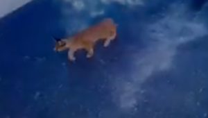 Caracal kitten spotted curiously investigating garage