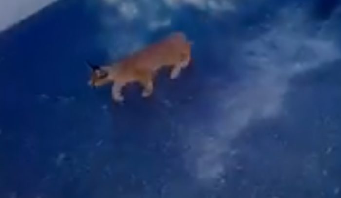 Caracal kitten spotted curiously investigating garage
