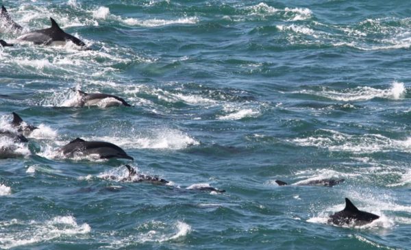 Huge pod of dolphins visit Fish Hoek