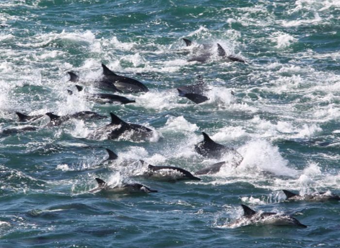 Huge pod of dolphins visit Fish Hoek
