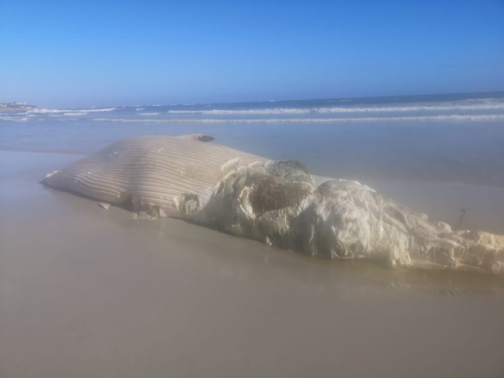 Bryde's whale carcass washed up on Long Beach
