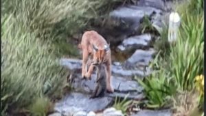 Hermes the caracal spotted on the hunt