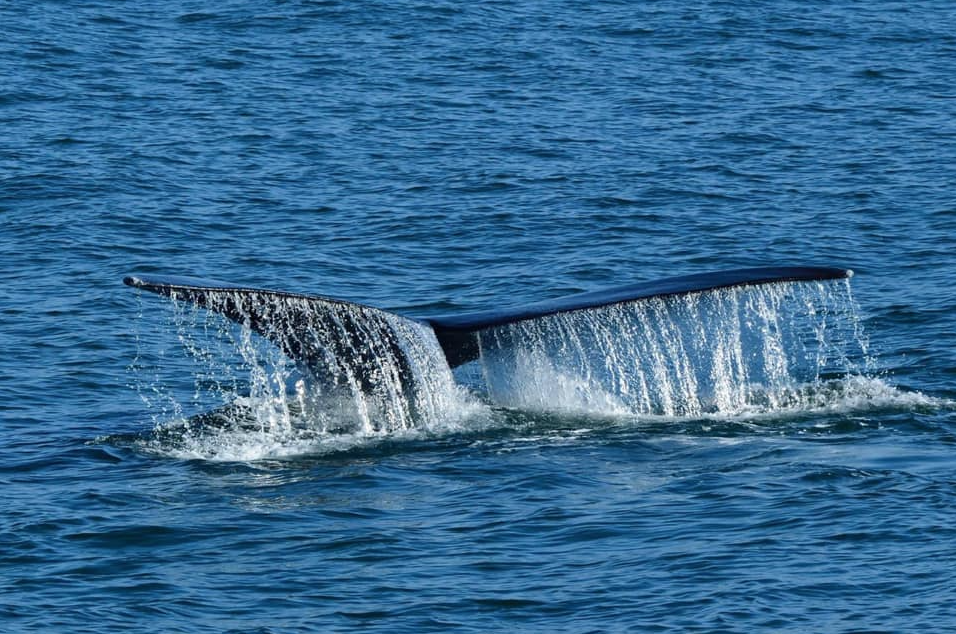 Mira the whale spotted after three years
