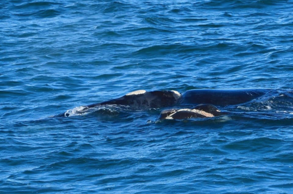 Mira the whale spotted after three years