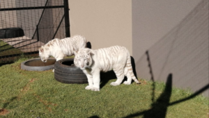 SPCA aims to removed white tiger cubs from residential property