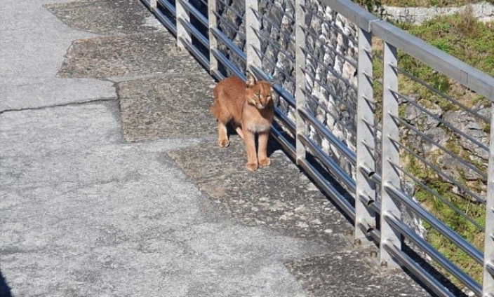 Hermes the caracal takes leisurely stroll past hikers