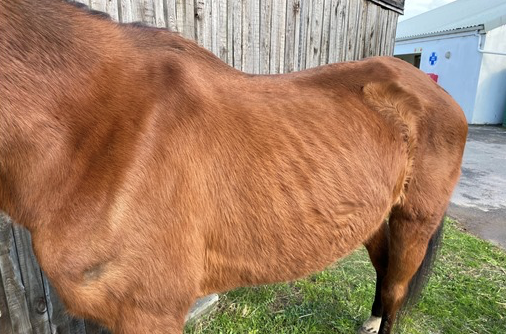Malnourished horses have new lease on life