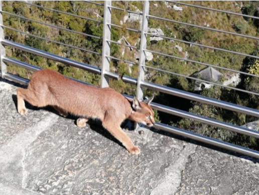 How many times has Cape Town seen its favorite caracal?