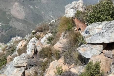 How many times has Cape Town seen its favorite caracal?