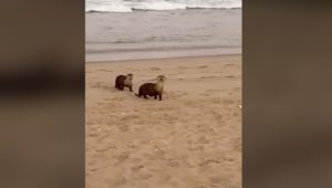 Cape clawless otters spotted on beach in Plett