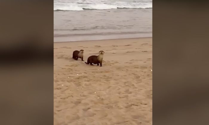 Cape clawless otters spotted on beach in Plett