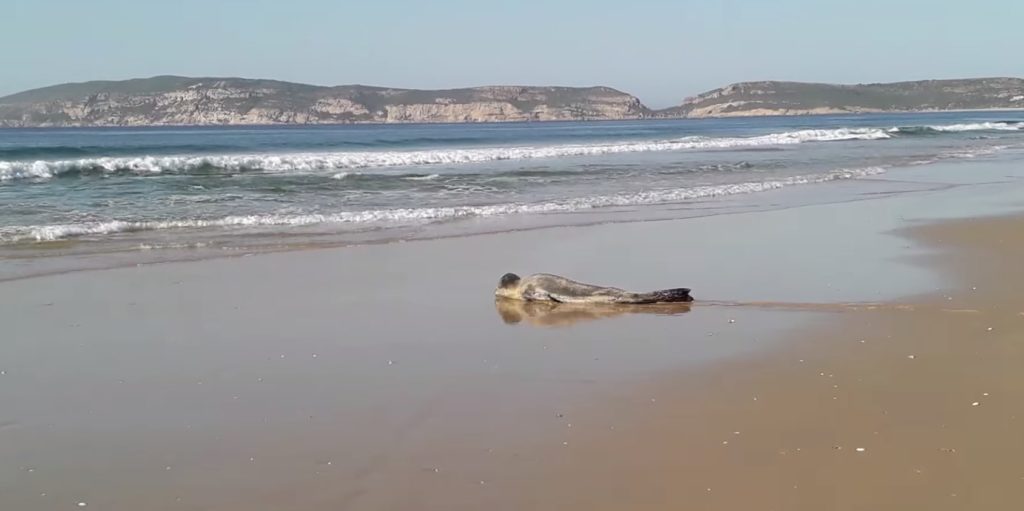 Rare sighting of Leopard seal on Plett beach