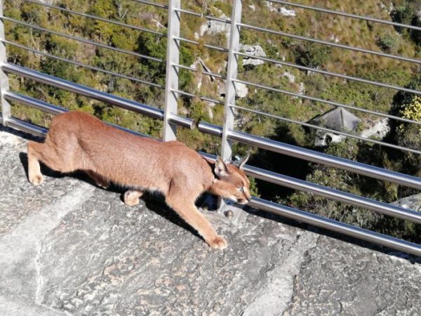 Hermes the caracal takes leisurely stroll past hikers