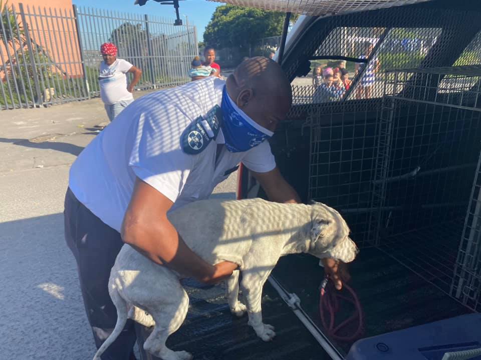 SPCA rescues Manenberg dogs from fighting ring