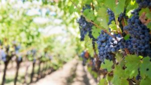 Many wineries and wine grape producers face closure