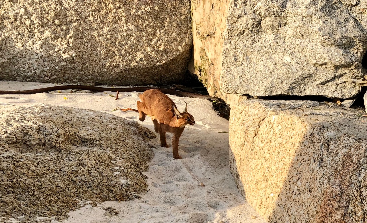 Caracal strolls along Clifton Beach in time for sunset