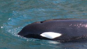 Orca pair Port and Starboard sighted in Millers Point