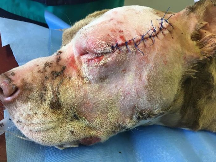 Dog left with horrific stab wounds to face and body