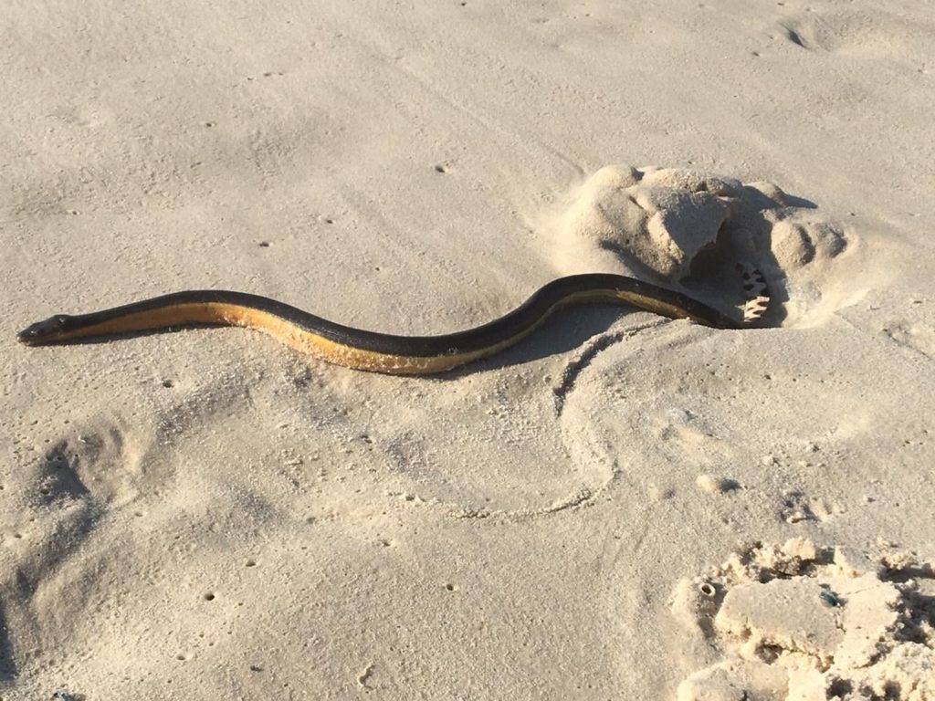 Yellow-bellied sea snake on the Fish Hoek seashore