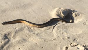 Yellow-bellied sea snake on the Fish Hoek seashore