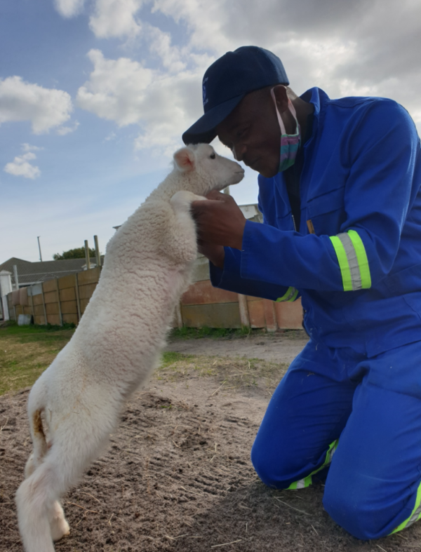 Little lamb and SPCA worker form loving bond