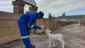 Little lamb and SPCA worker form loving bond
