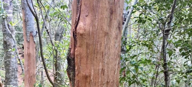 Bark stripping increasing in Newlands Forest