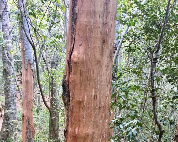 Bark stripping increasing in Newlands Forest