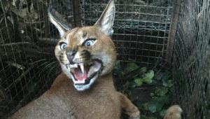 Rat poison use is affecting caracals